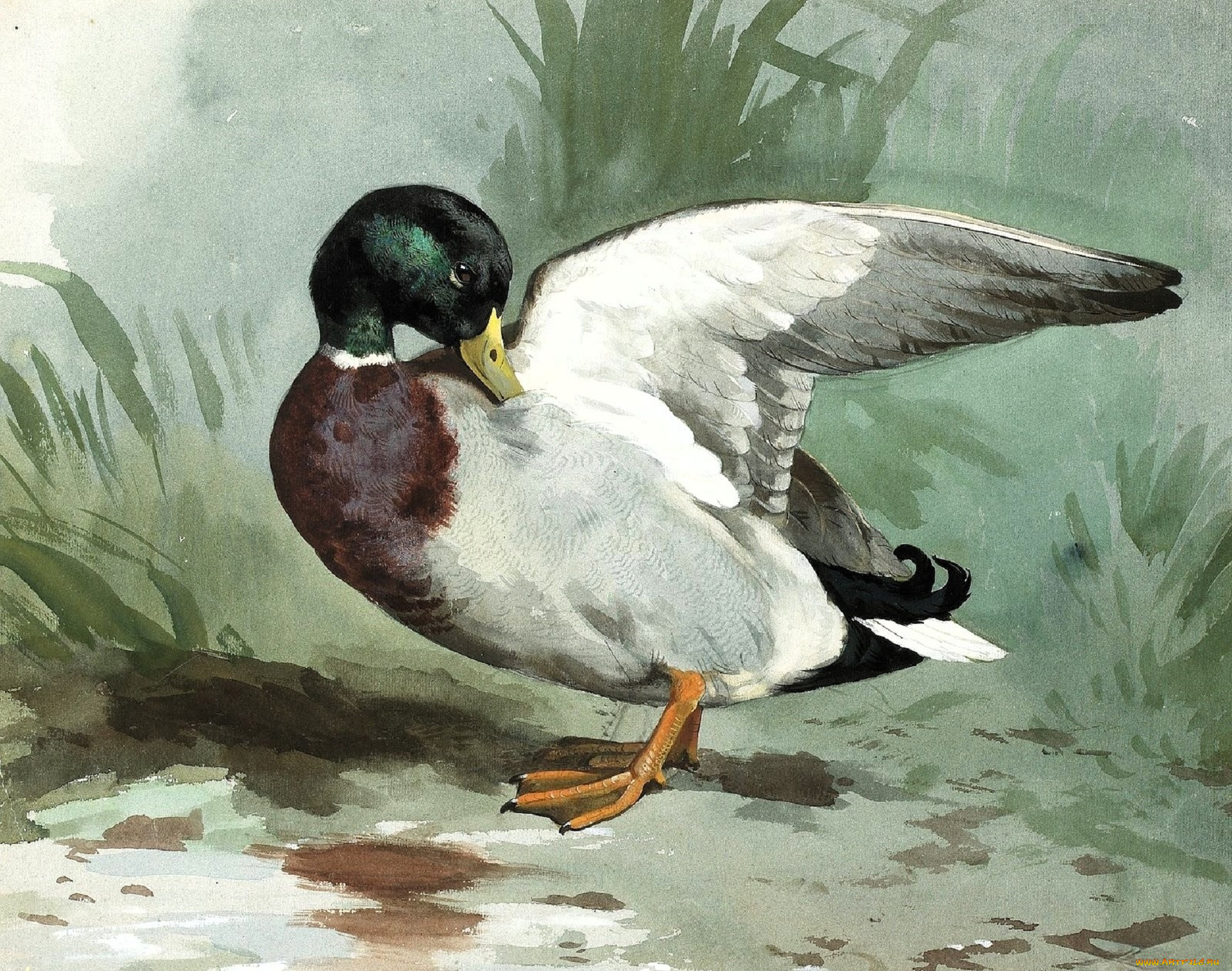 , archibald thorburn, , , 